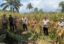 Ketahanan Pangan, Pemdes Dimembe Panen Jagung