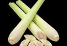 Kandungan Nutrisi dan Manfaat Serai (Lemongrass)