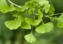 Manfaat Ginkgo biloba untuk Otak dan Peredaran Darah