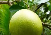 Jeruk Bali, Buah Tropis Kaya Nutrisi