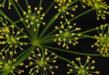 Dill, Tanaman Herba Aromatik Antioksidan Alami
