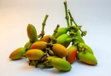 Manfaat Melinjo Bagi Kesehatan Tubuh