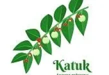Daun Katuk Herbal Kaya Nutrisi untuk Kesehatan dan Produksi ASI
