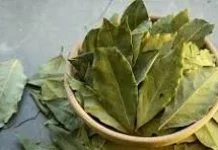 Manfaat Daun Salam, Bikin Wanita Sehat dan Glowing