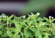 Rumput Mutiara, Tanaman Liar dengan Segudang Manfaat Kesehatan