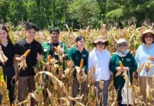 Panen Jagung IoT di Kalawat, Bukti Pertanian Modern Sulut Kian Canggih