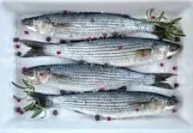 Gizi Ikan Belanak Kaya Omega-3  Solusi Pangan Sehat Keluarga