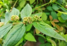 Khasiat Patikan Kebo Obat Tradisional Tanaman Tropis