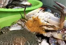 Rajungan, Seafood Bergizi Sumber Protein Tinggi