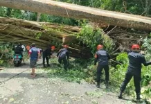 Batalyon C Pelopor Brimob Polda Sulut Respon Cepat Laporan Pohon Tumbang