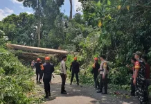 Polsek Pineleng Gerak Cepat Tangani Pohon Tumbang di Sea