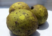 Limus, Alternatif Buah Sehat Kaya Vitamin dan Antioksidan