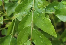 Daun Kari, Tanaman Herbal Kaya Nutrisi dan Antioksidan