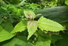 Daun Balakacida: Tanaman Liar dengan Manfaat Obat Tradisional