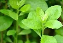Beluntas: Tanaman Herbal Alami dengan Beragam Manfaat Kesehatan