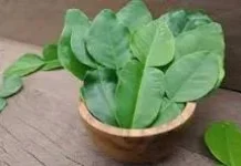 Manfaat Daun Jeruk Purut untuk Kesehatan Tubuh
