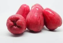 Jambu Jamaika, Buah Tropis Kaya Antioksidan Sumber Nutrisi Alami