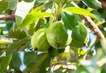 Daun Jambu Biji Ramuan Tradisional Alternatif Herbal Batuk