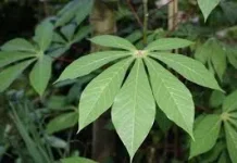 Daun Ubi, Sayuran Lokal Kaya Gizi Sumber Nutrisi Murah