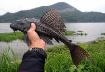 Ikan Sapu-Sapu Invasif Ancam Ekosistem Danau Tondano