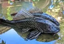 Ikan Sapu-Sapu Apakah Bisa dimakan? Inilah Faktanya
