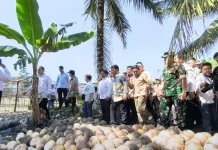 Mentan Setujui Bantuan Bibit Jagung 15 Ribu Hektare di Sulut