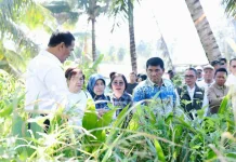 Mentan Andi Setujui Bantuan Bibit Jagung untuk Lahan 15 Ribu Hektar di Sulut