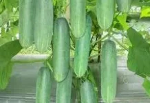 Manfaat Timun untuk Mata