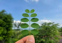 Dunia Tak Selebar Daun Kelor dalam Kehidupan Manusia