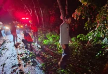 Polsek Passi dan BPBD Gerak Cepat Evakuasi Pohon Tumbang di Jalur AKD Desa Lobong