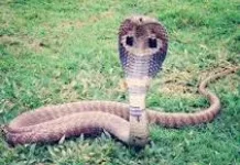 King Cobra: Perannya dalam Ekosistem dan Rantai Makanan