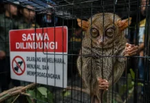 Kejari Bitung: Memelihara Satwa Dilindungi Bukan Hobi, Itu Kriminal