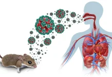 Waspada Hantavirus: Ancaman Kecil dengan Dampak Besar