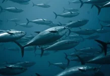 Mengapa Ikan Laut Tidak Terasa Asin?