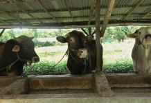 Jelang Idul Adha 2026, Permintaan Sapi Kurban di Manado Melonjak