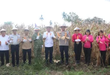Dukung Swasembada, Bupati Minsel Ikuti Panen Raya Nasional