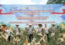 Dukung Asta Cita, Polda Sulut Sukseskan Panen Raya Jagung di Sonder