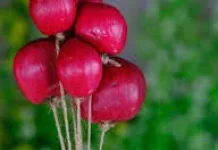 Mahkota Dewa Potensi Obat Alami Tanaman Herbal Asli Indonesia