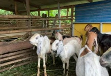 jelang Idul Adha, Harga Kambing Kurban di Manado Tembus Rp4 Juta per Ekor