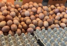 Harga Telur di Pasar Bersehati Manado Seminggu jelang Idul Adha