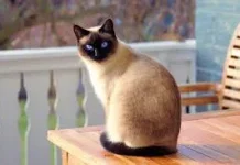 Kucing dan Toksoplasmosis Fakta di Balik Mitos Bulu Kucing