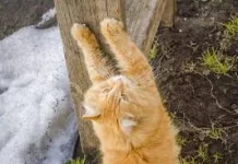 Bahaya Cakaran Kucing Penyakit hingga Komplikasi