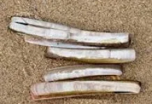 Kerang Bambu, Pangan Laut Bergizi Sumber Protein Alami