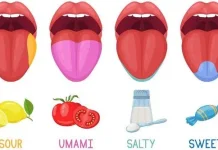 Bagaimana Manusia Mengenali Rasa Makanan?