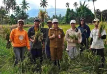 Panen Raya Padi Impari 32 di Tatelu Rondor Jadi Bukti Sinergi Petani dan Pemerintah