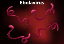 Kemenkes Pastikan Belum Ada Kasus Ebola di Indonesia