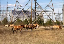 Tanpa Manusia, Satwa Liar Justru 'Subur' di Zona Nuklir Chernobyl