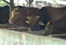 PT CEP Mundu Salurkan 6 Sapi dan 50 Kambing Kurban Bagi Warga Setempat