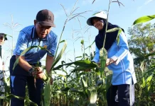 Panen Jagung Lanud Sam Ratulangi Jadi Bukti Komitmen Dukung Ketahanan Pangan
