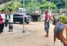 DPC PDIP Bolmong Utara Serahkan Hewan Kurban di Desa Inomunga